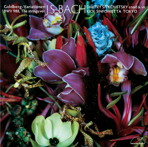 SSL创业小蛇导航
